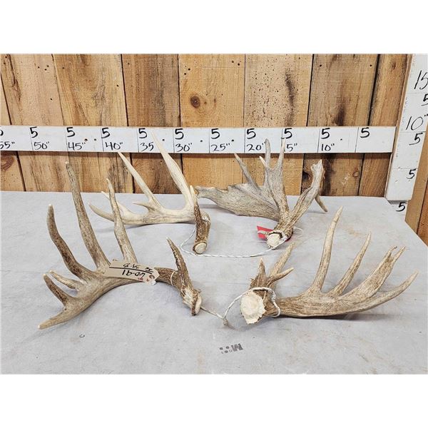 Group Of 4 Whitetail Shed Antlers