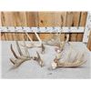 Image 1 : Group Of 4 Whitetail Shed Antlers