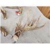Image 2 : Group Of 4 Whitetail Shed Antlers