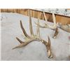 Image 3 : Group Of 4 Whitetail Shed Antlers