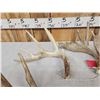 Image 4 : Group Of 4 Whitetail Shed Antlers