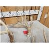 Image 5 : Group Of 4 Whitetail Shed Antlers