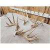 Image 6 : Group Of 4 Whitetail Shed Antlers