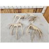 Image 7 : Group Of 4 Whitetail Shed Antlers