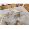 Image 8 : Group Of 4 Whitetail Shed Antlers