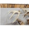 Image 9 : Group Of 4 Whitetail Shed Antlers