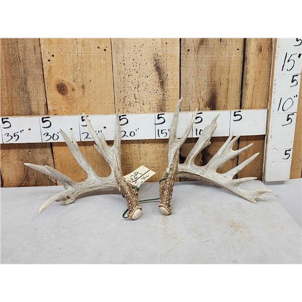 Set Of 213" Whitetail Shed Antlers