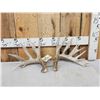 Image 1 : Set Of 213" Whitetail Shed Antlers
