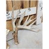 Image 2 : Set Of 213" Whitetail Shed Antlers