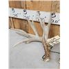 Image 3 : Set Of 213" Whitetail Shed Antlers