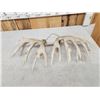 Image 4 : Set Of 213" Whitetail Shed Antlers