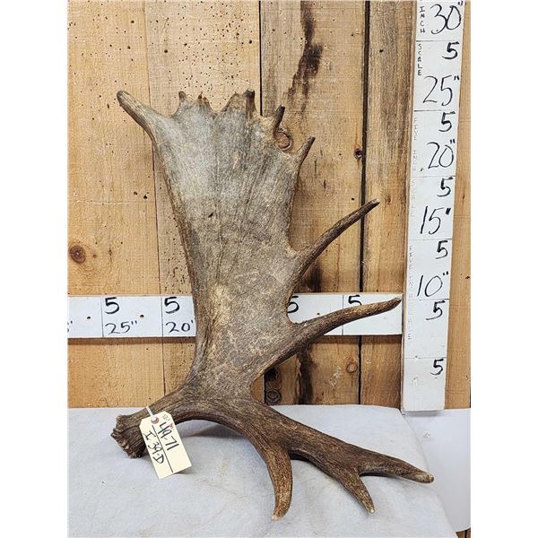12.1 Lbs Alaskan Moose Shed Antler