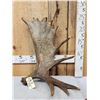 Image 1 : 12.1 Lbs Alaskan Moose Shed Antler