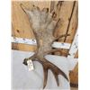 Image 2 : 12.1 Lbs Alaskan Moose Shed Antler
