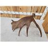 Image 3 : 12.1 Lbs Alaskan Moose Shed Antler