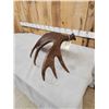 Image 4 : 12.1 Lbs Alaskan Moose Shed Antler