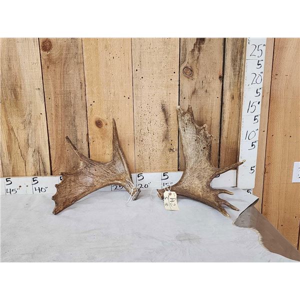 6.6 Lbs Set Of Moose Shed Antlers