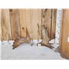 Image 1 : 6.6 Lbs Set Of Moose Shed Antlers