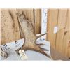 Image 2 : 6.6 Lbs Set Of Moose Shed Antlers