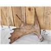 Image 3 : 6.6 Lbs Set Of Moose Shed Antlers