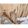 Image 4 : 6.6 Lbs Set Of Moose Shed Antlers