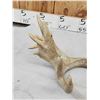 Image 10 : Group Of 4 Whitetail Shed Antlers