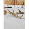 Image 11 : Group Of 4 Whitetail Shed Antlers