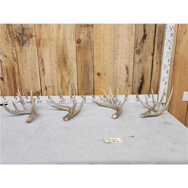 Group Of 4 Whitetail Shed Antlers