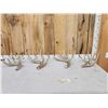 Image 1 : Group Of 4 Whitetail Shed Antlers