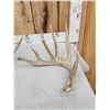 Image 2 : Group Of 4 Whitetail Shed Antlers