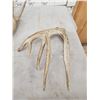 Image 3 : Group Of 4 Whitetail Shed Antlers