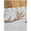 Image 4 : Group Of 4 Whitetail Shed Antlers