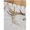 Image 5 : Group Of 4 Whitetail Shed Antlers