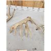 Image 6 : Group Of 4 Whitetail Shed Antlers