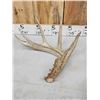 Image 7 : Group Of 4 Whitetail Shed Antlers