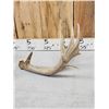Image 8 : Group Of 4 Whitetail Shed Antlers