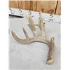 Image 9 : Group Of 4 Whitetail Shed Antlers