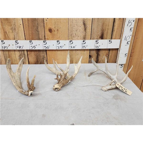 Collection Of 3 Whitetail Shed Antlers