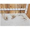 Image 1 : Collection Of 3 Whitetail Shed Antlers