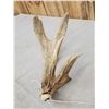 Image 2 : Collection Of 3 Whitetail Shed Antlers