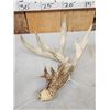 Image 3 : Collection Of 3 Whitetail Shed Antlers