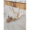 Image 4 : Collection Of 3 Whitetail Shed Antlers
