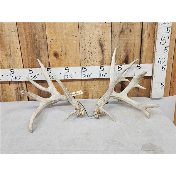 Set Of 230" Whitetail Shed Antlers