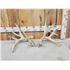 Image 1 : Set Of 230" Whitetail Shed Antlers