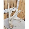Image 2 : Set Of 230" Whitetail Shed Antlers