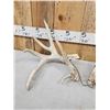 Image 3 : Set Of 230" Whitetail Shed Antlers