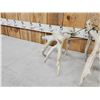 Image 6 : Set Of 230" Whitetail Shed Antlers