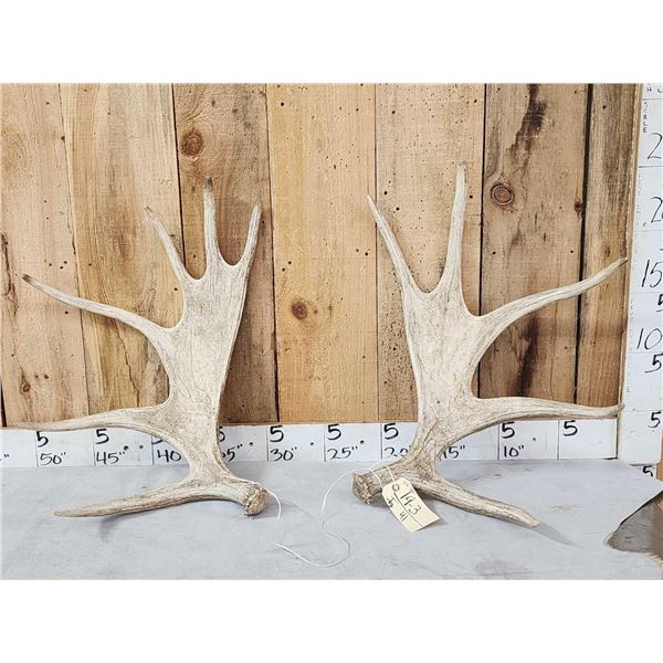 11.6 Lbs Set Of Moose Shed Antlers