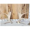 Image 1 : 11.6 Lbs Set Of Moose Shed Antlers