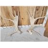 Image 2 : 11.6 Lbs Set Of Moose Shed Antlers